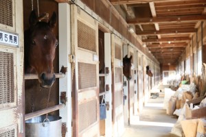 高知競馬場 西山厩舎の仕事イメージ